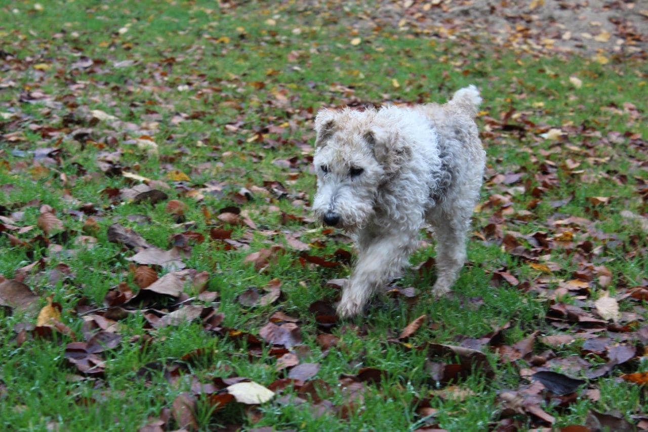 Ein Terrier unter Windhunden :)