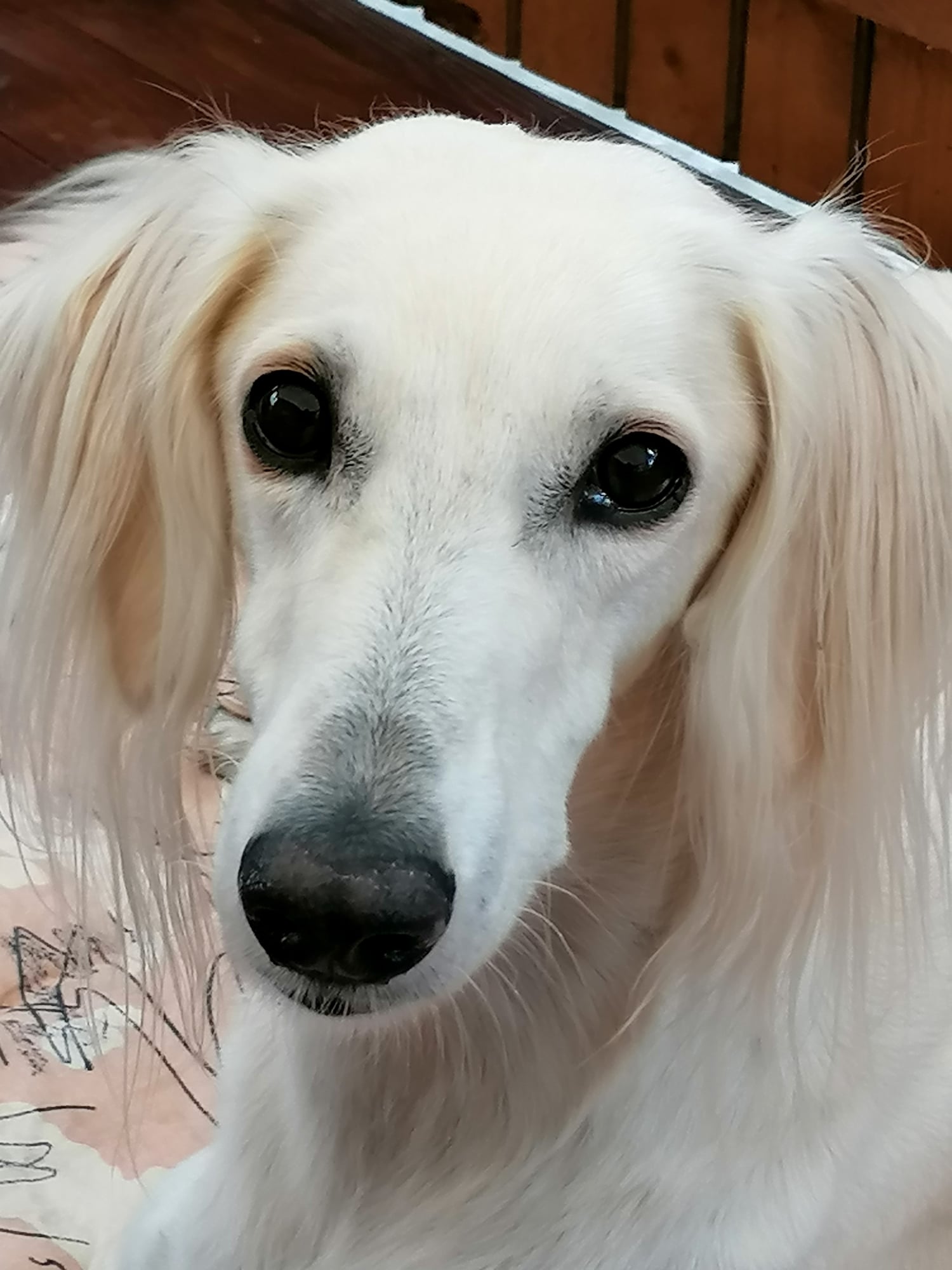 Saluki-Rüde: LENNOX