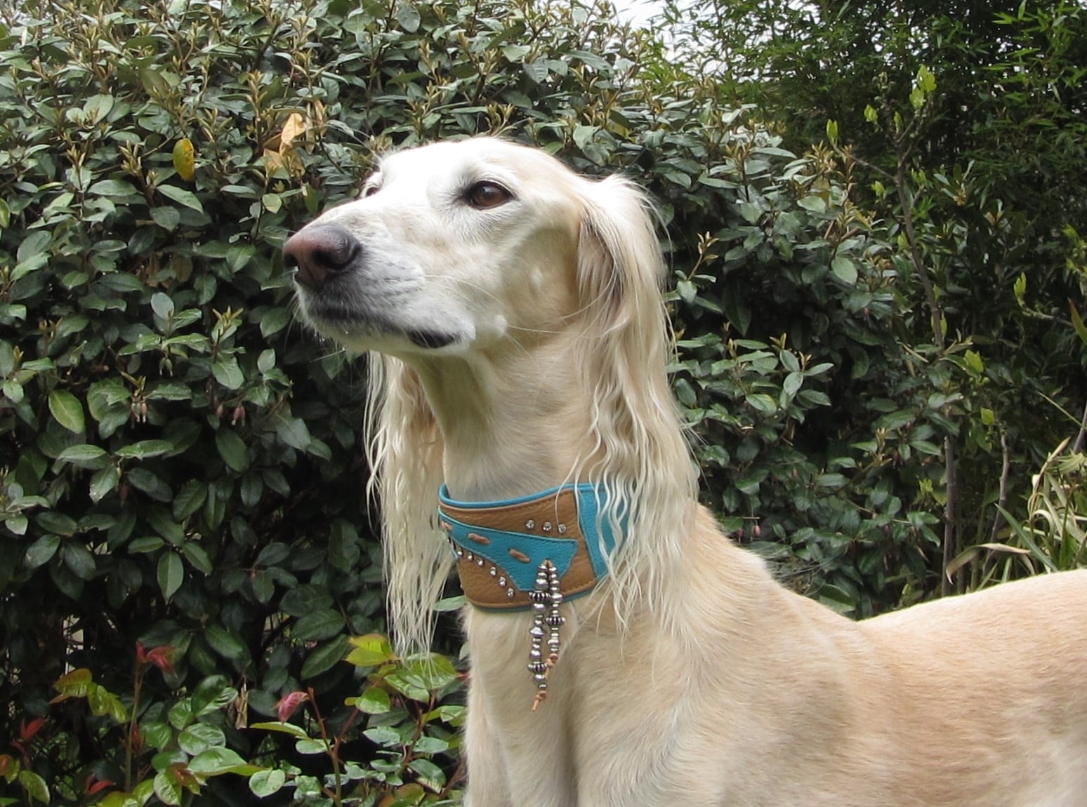 Saluki-Rüde: MONTY