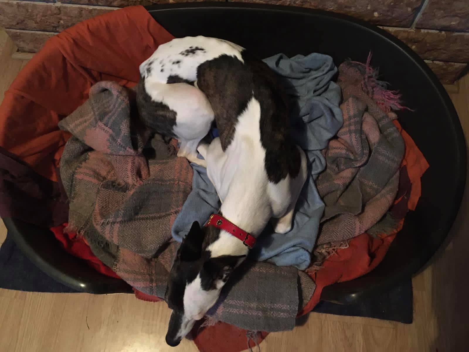 Schimi ermittelt nun im Osten...