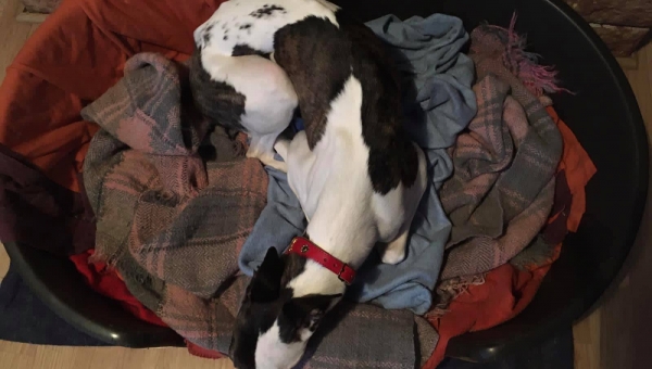 Schimi ermittelt nun im Osten...