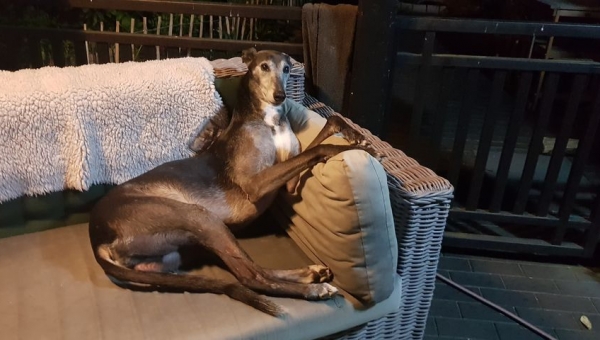 Greyhound-Rüde: RONAN