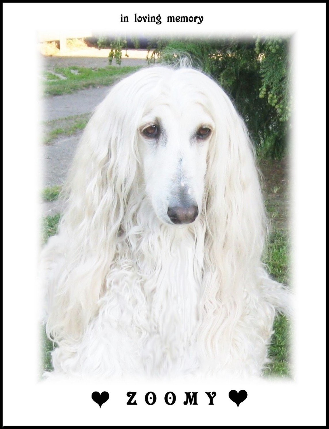 Unsere Zoomy ist tot!