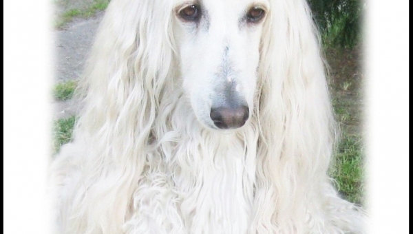 Unsere Zoomy ist tot!