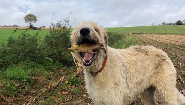 Paten-Wölfchen Jeanny