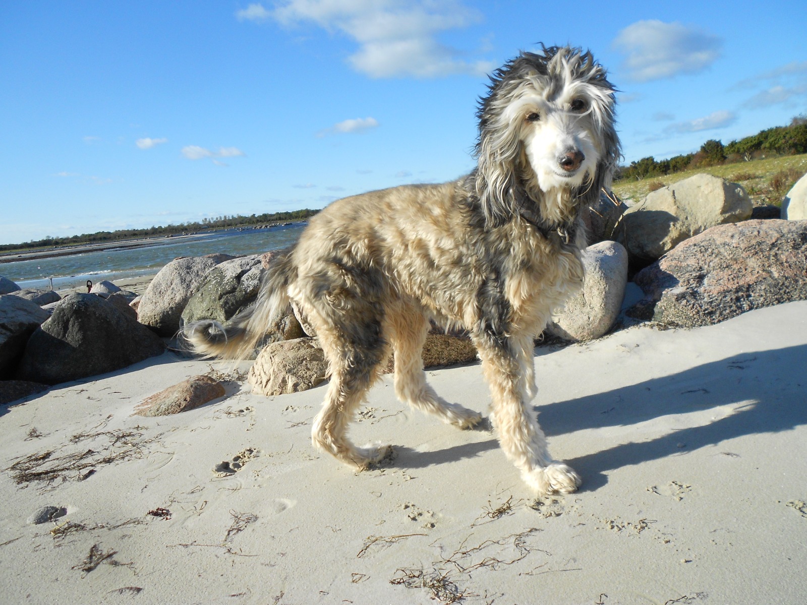 Afghanen-Ömchen Mechthild