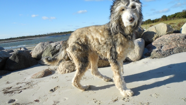 Afghanen-Ömchen Mechthild