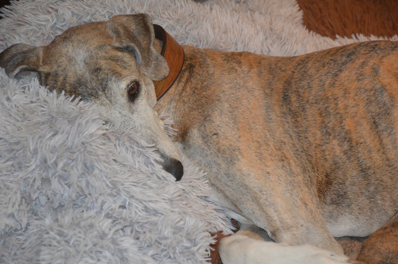 Happy birthday Bambi