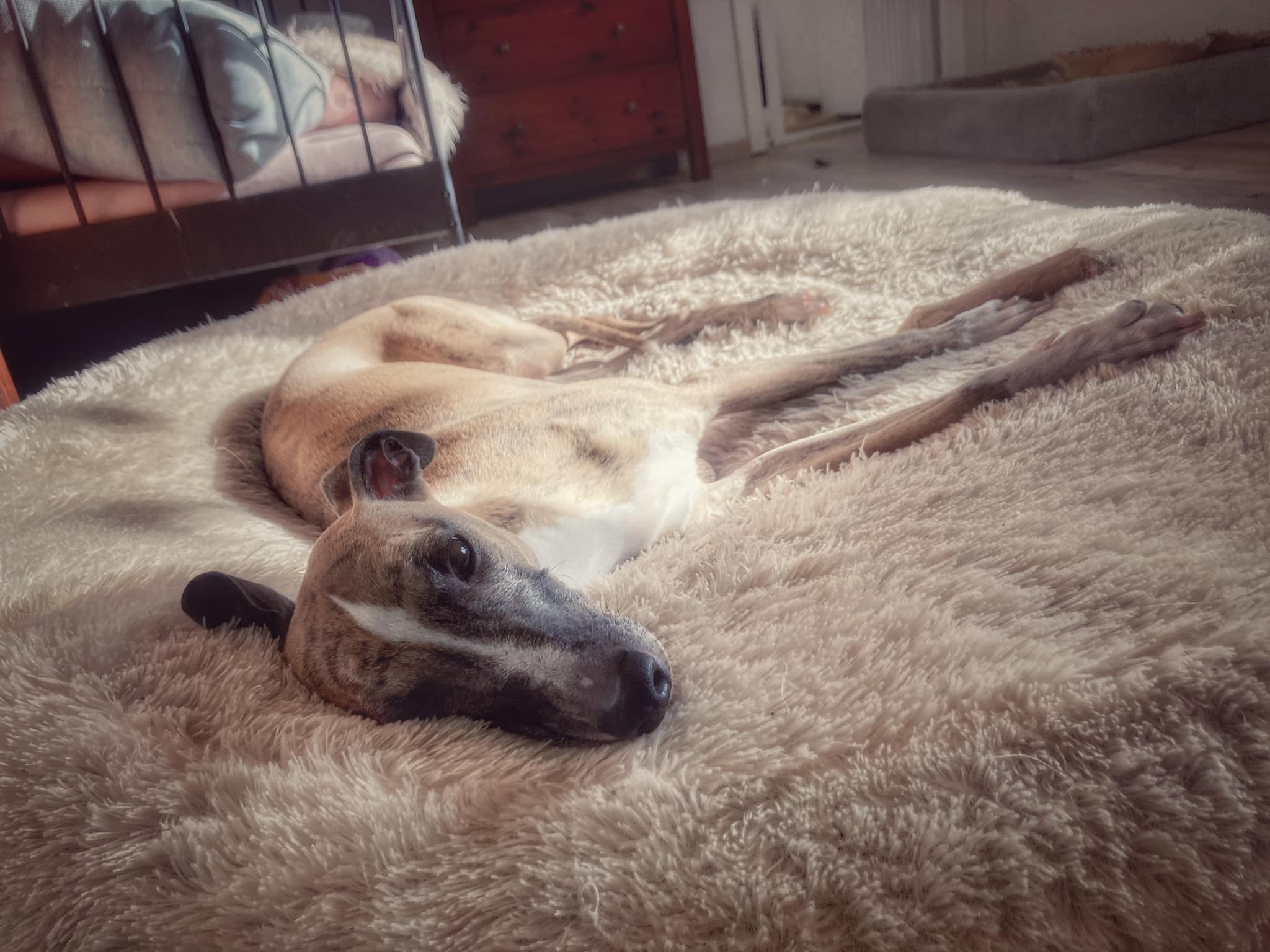 Whippet Rüde: Benny