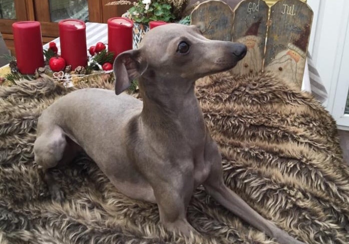 Weihnachten bei Nani