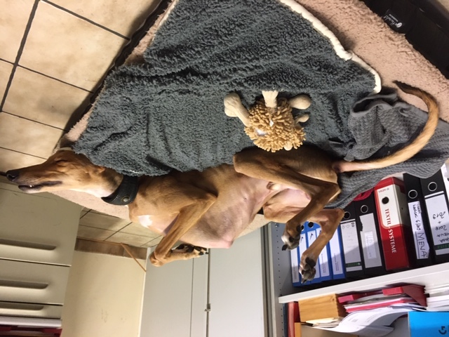 Der große Ben ist umgezogen...