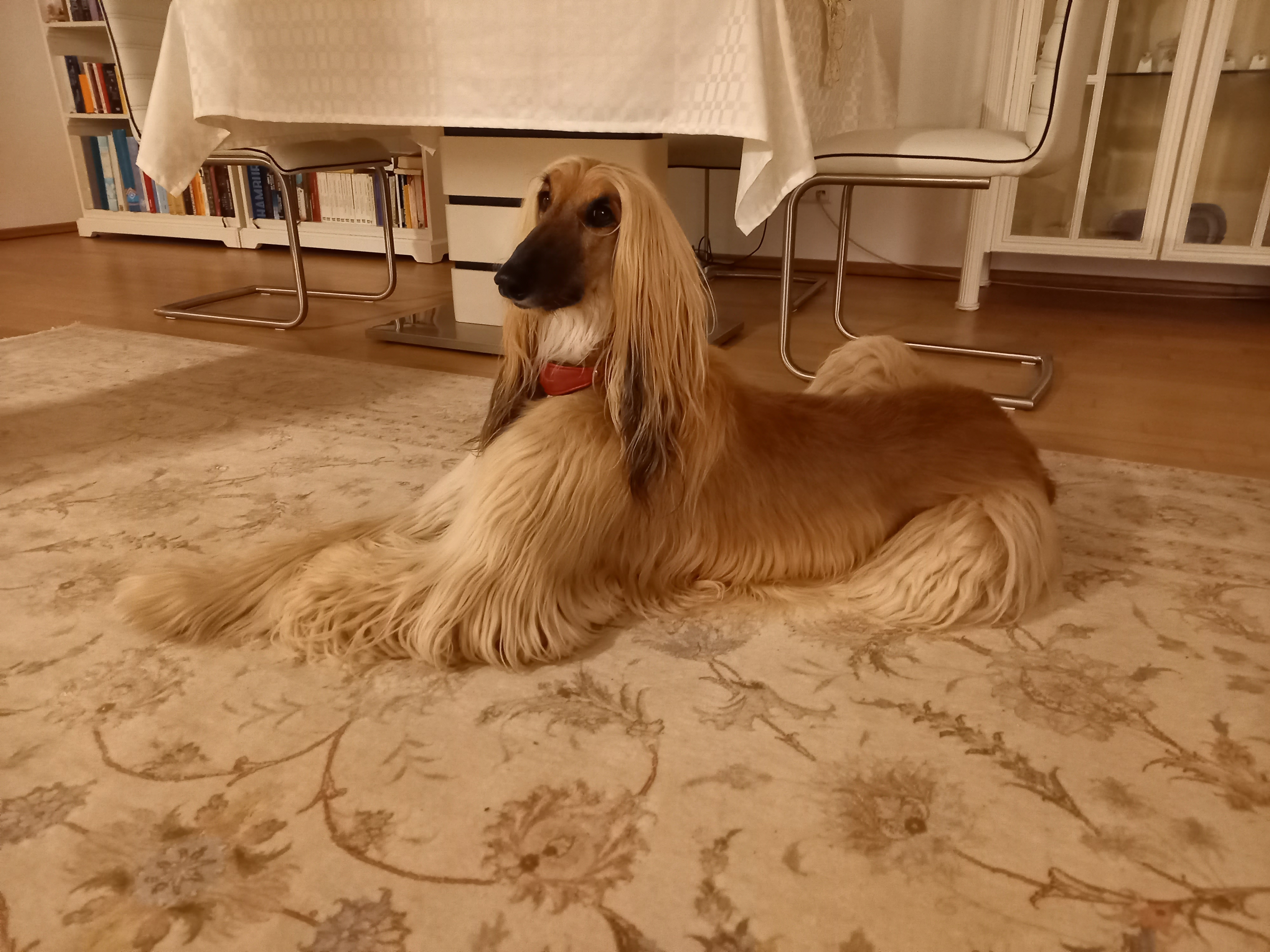 Afghanen-Hündin: Scarlett 