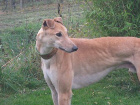 Greyhound-Rüde: TURKIE