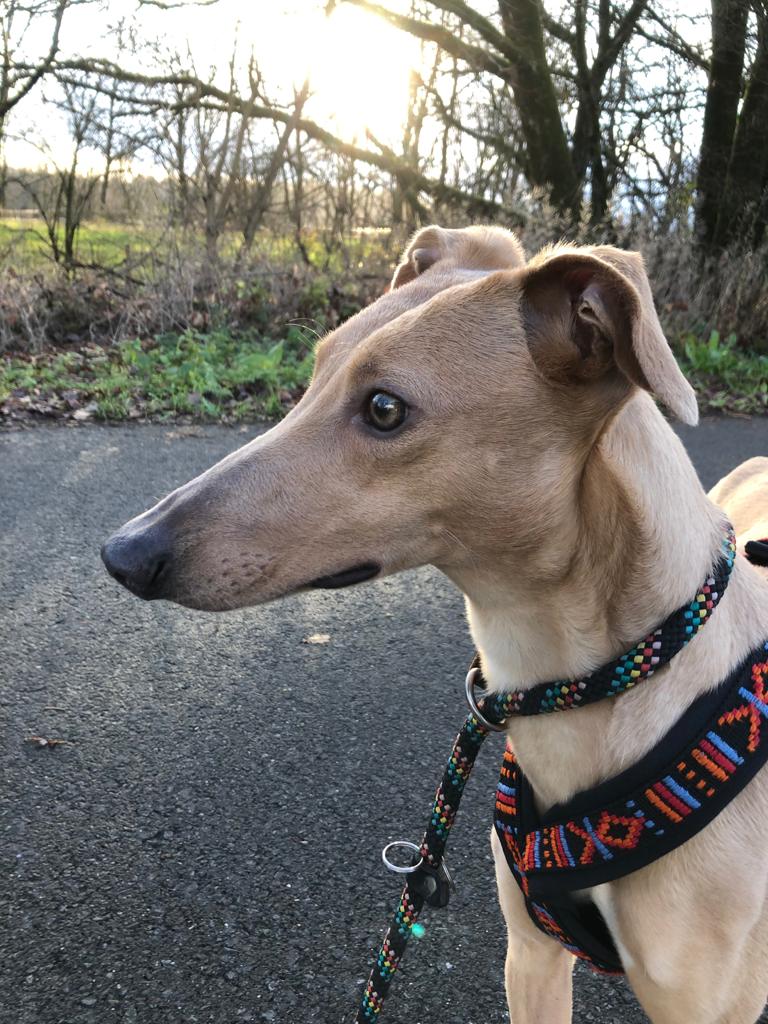 Die kleine Alice im Wunderland