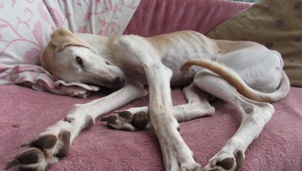 Was macht denn eigentlich unser Robbie?