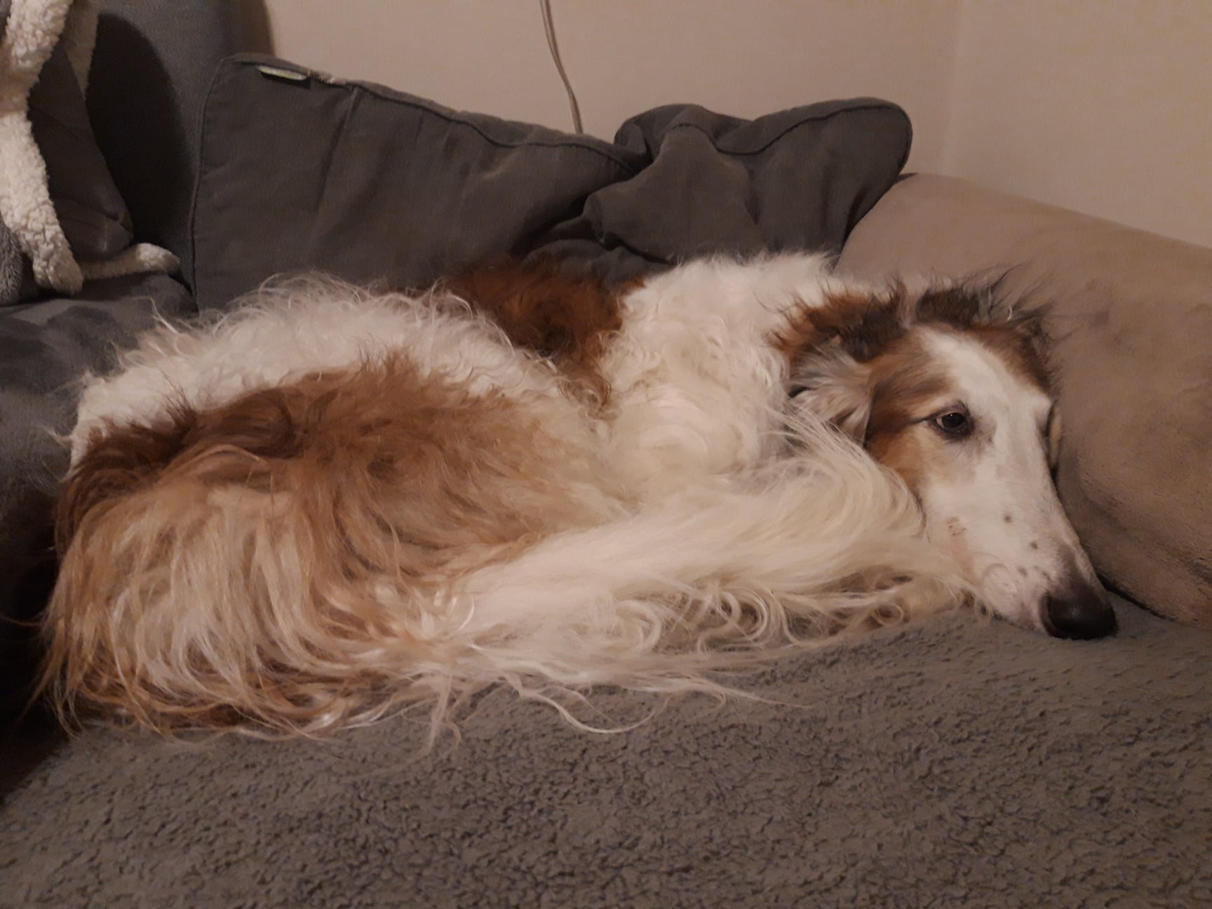 Unser Sorgenkind Amur