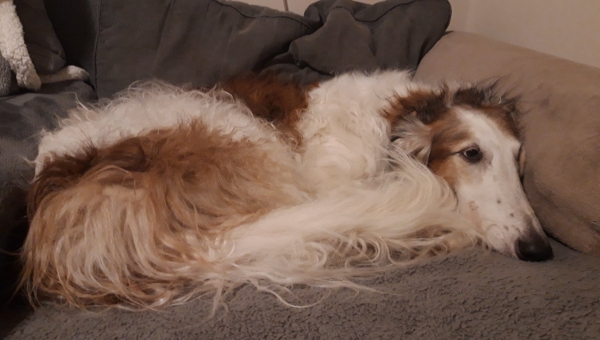 Unser Sorgenkind Amur