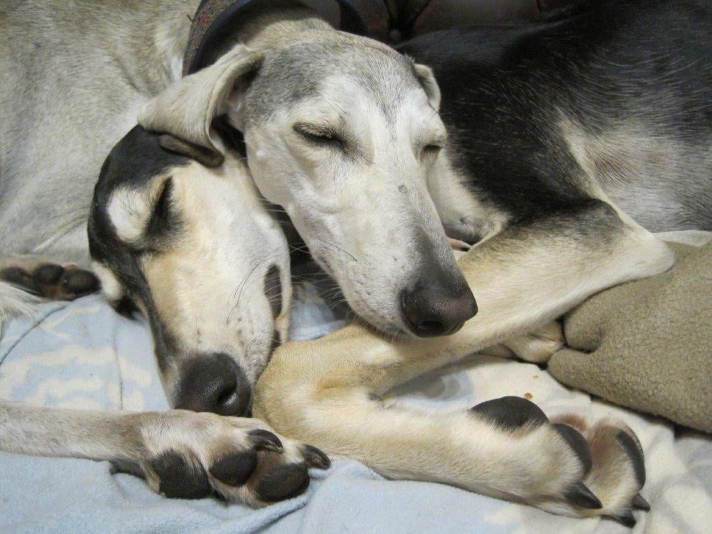 Unsere kleine Smooth-Familie