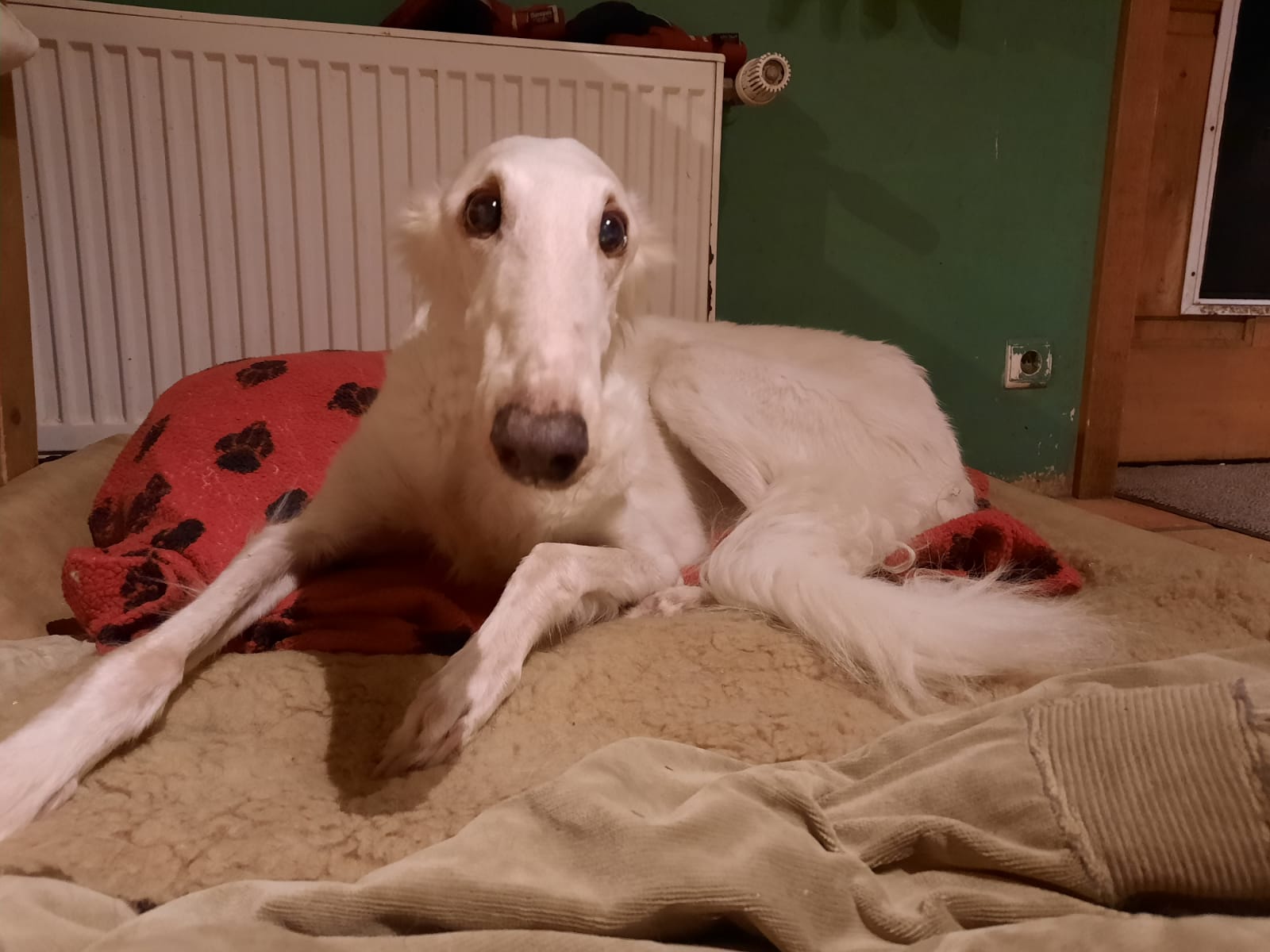 Happy birthday liebe Mira!