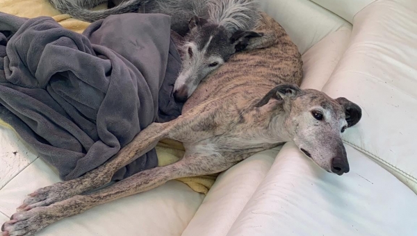 ***VERMITTLUNGSHILFE***