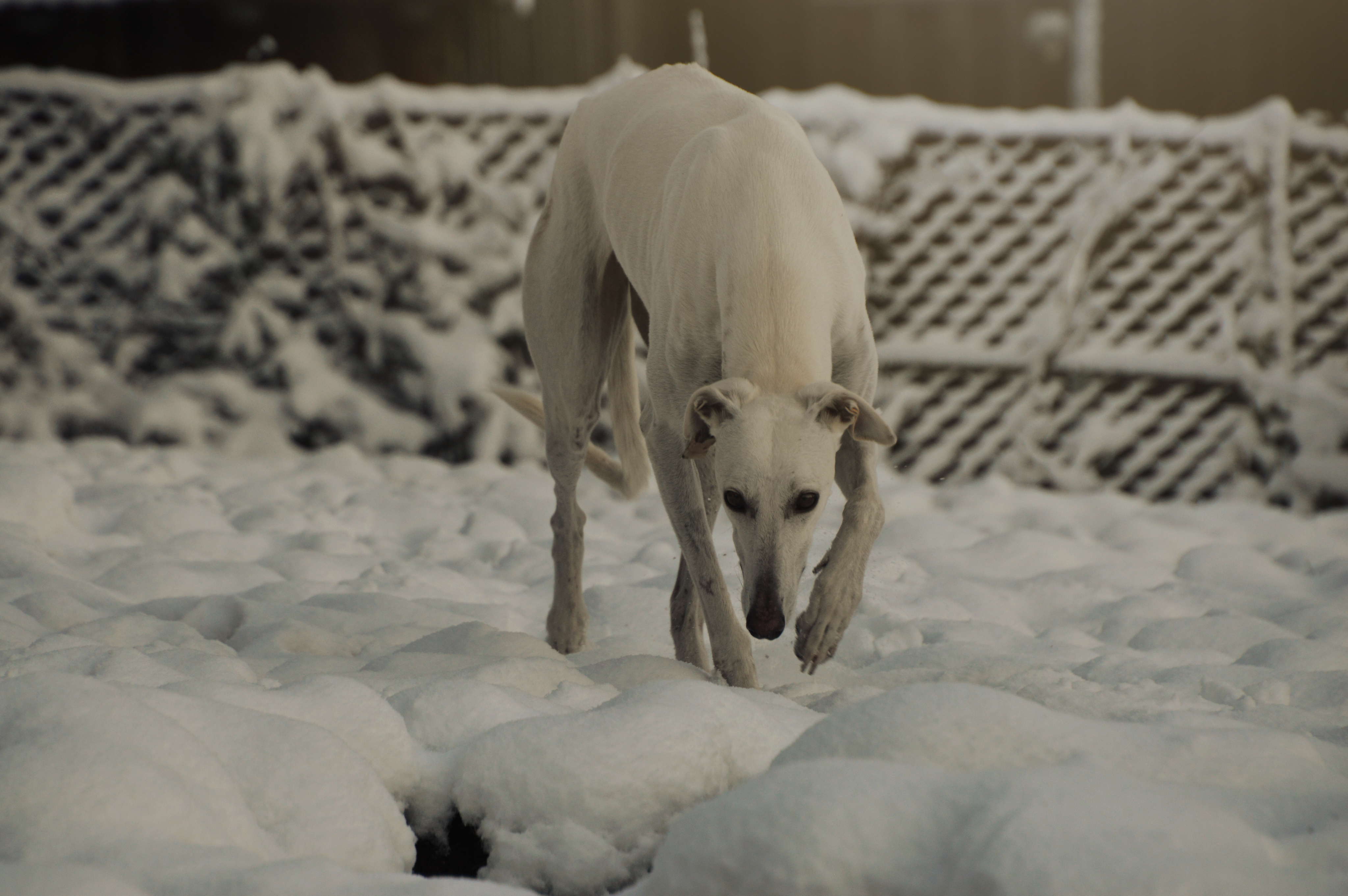 Vermittlungshilfe Lucie