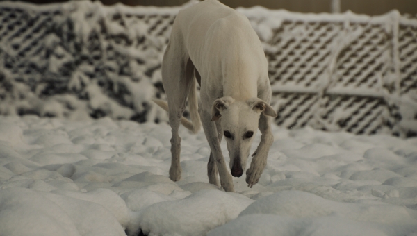 Vermittlungshilfe Lucie