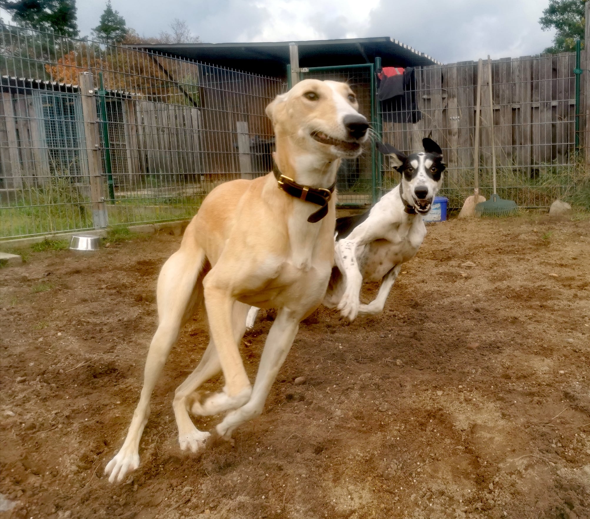 wilde und lustige Schätze suchen