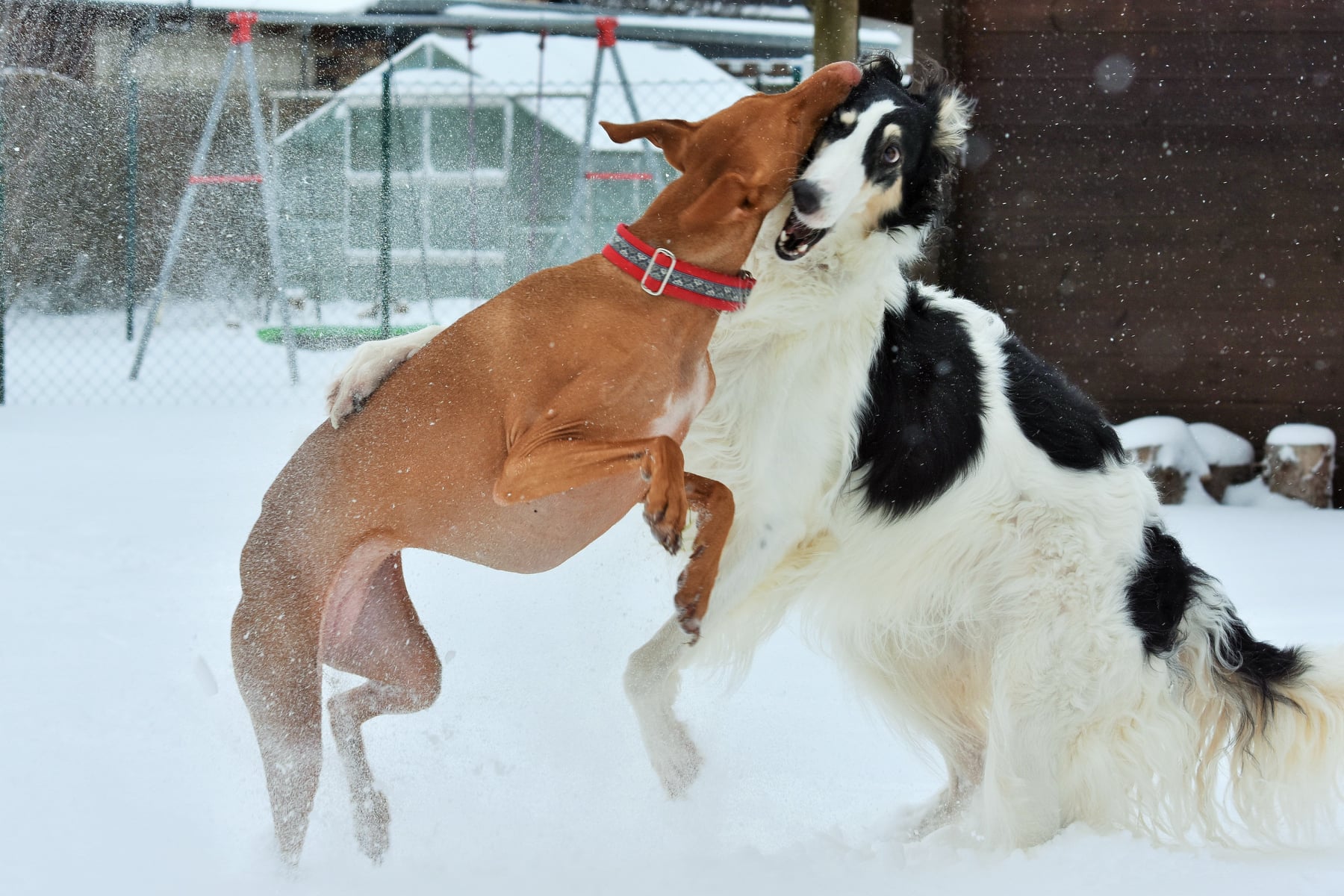 Die schöne Eleonora