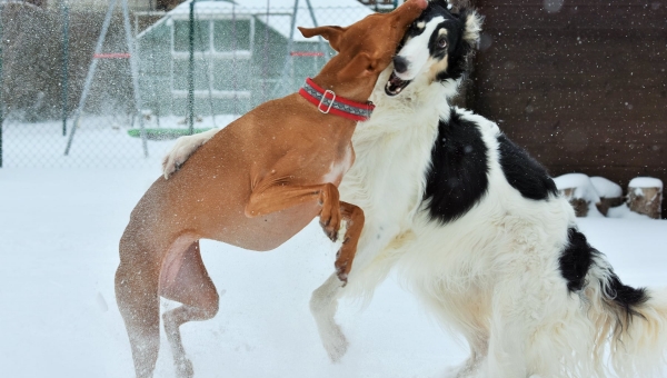 Die schöne Eleonora