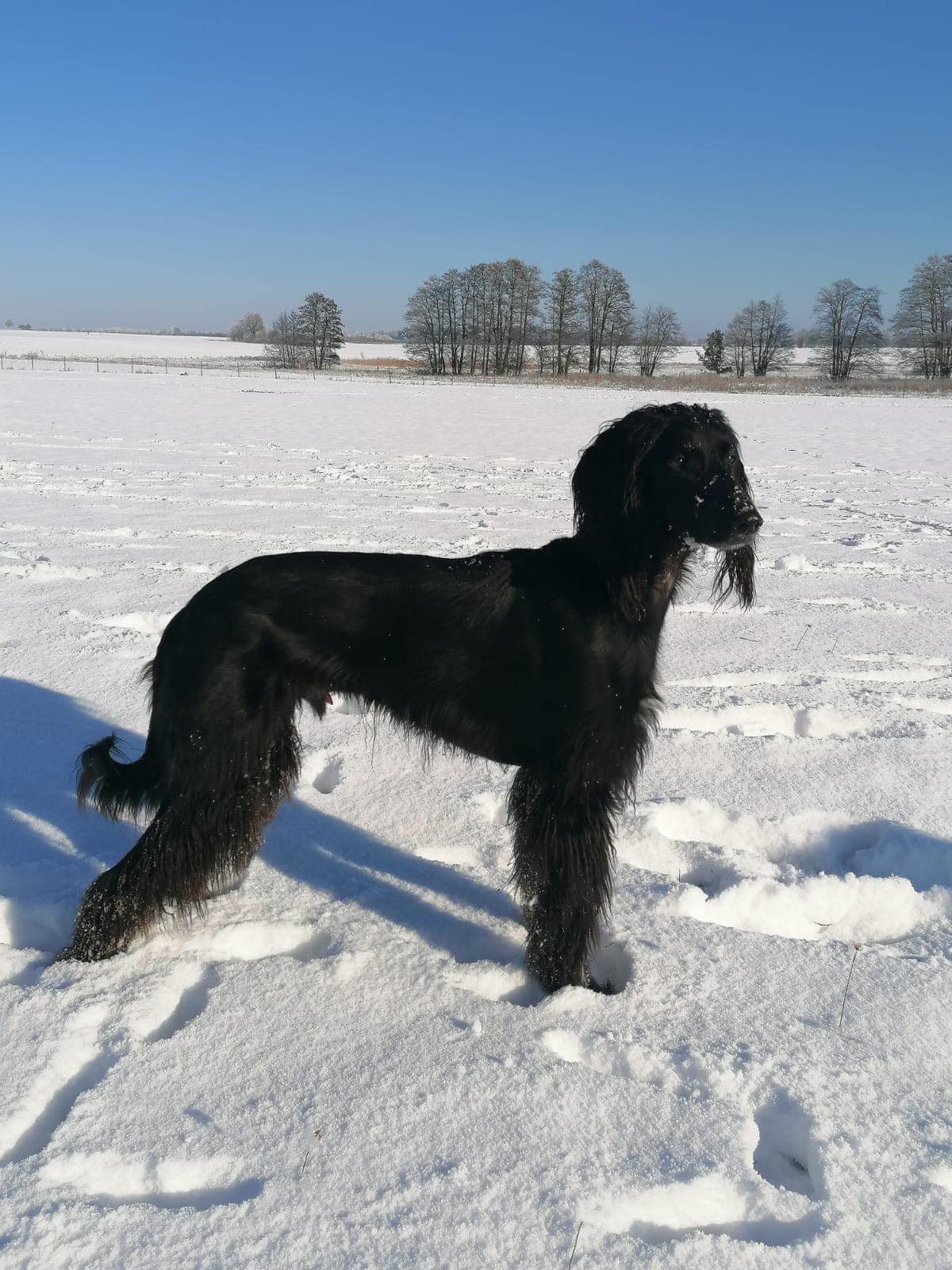 Saam hat Einjähriges 