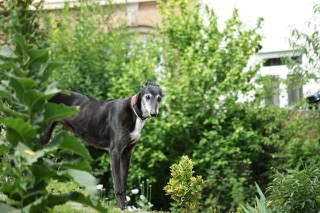 Traurige Nachricht... 