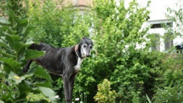 Greyhound-Hündin: BIBI