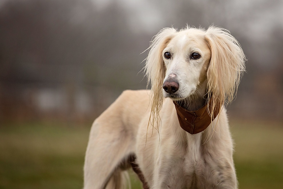 Happy Birthday, Chabuk!!!