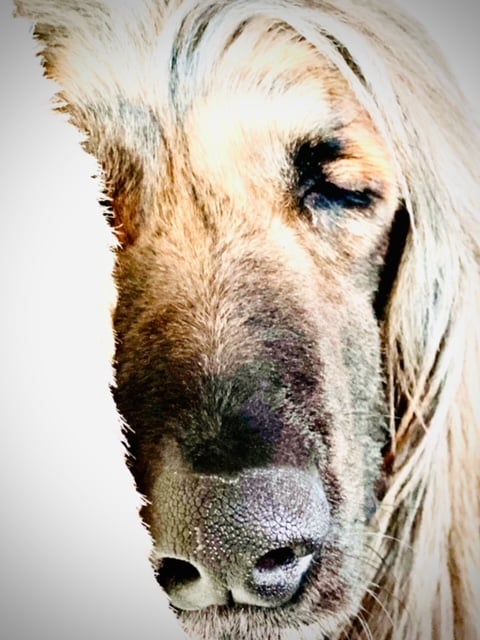 Afghanen-Rüde: Loui