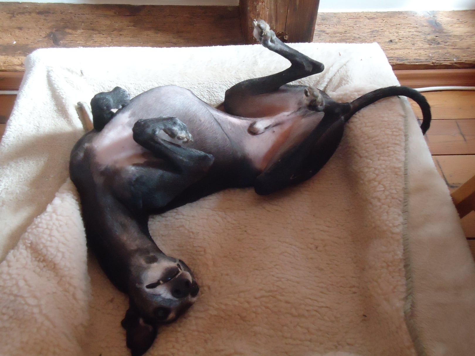 Whippet-Rüde: Joda