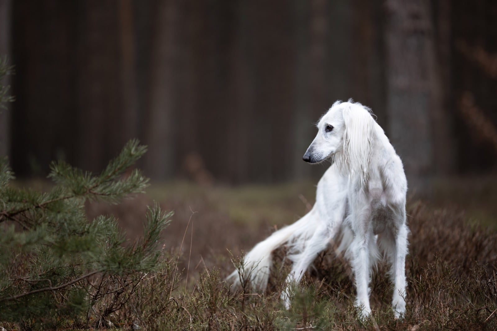 Saluki-Rüde: Miru (ehemals KASIMIR)