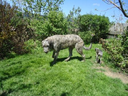 Irish-Wolfhound-Rüde: BENNI