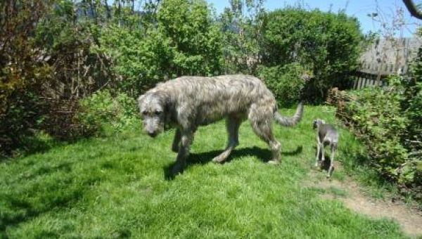 Irish-Wolfhound-Rüde: BENNI