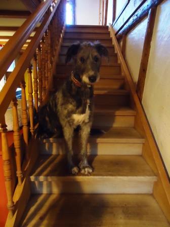 Irish-Wolfhound-Hündin: MÜCKE