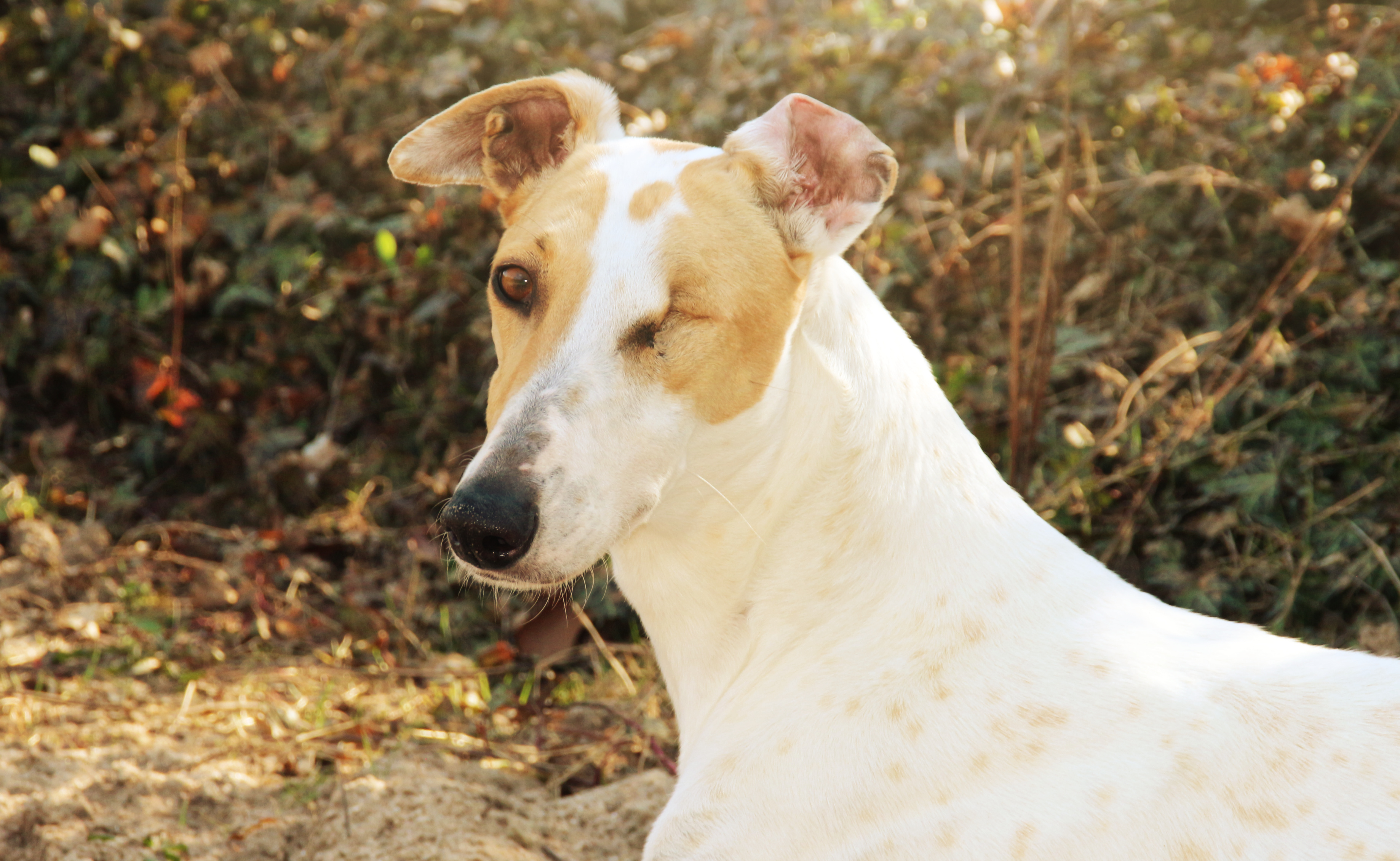 Greyhoundhündin: Ricky