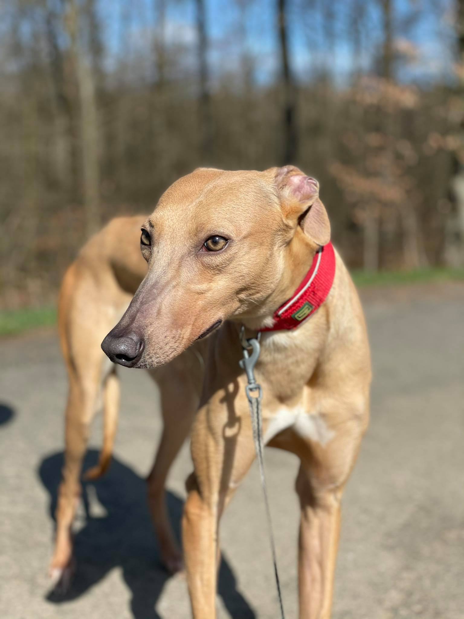 ***Home Wanted Update***