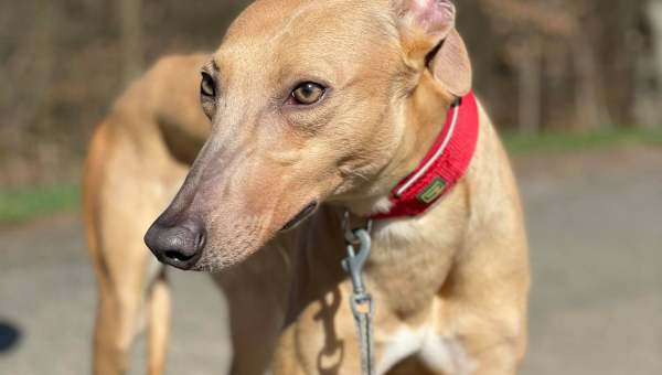 ***Home Wanted Update***