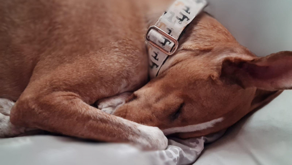 Ostergrüße vom Osterhasi