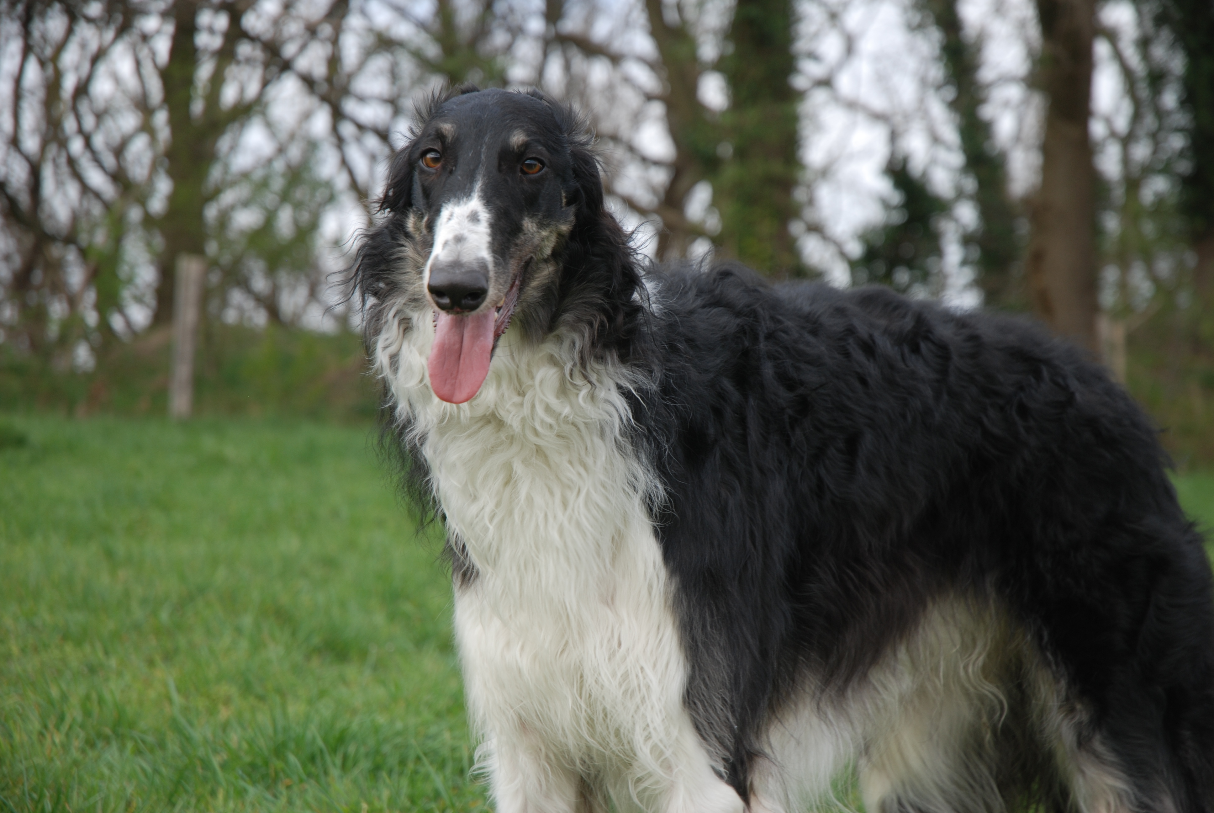 Barsoi-Rüde: Collin