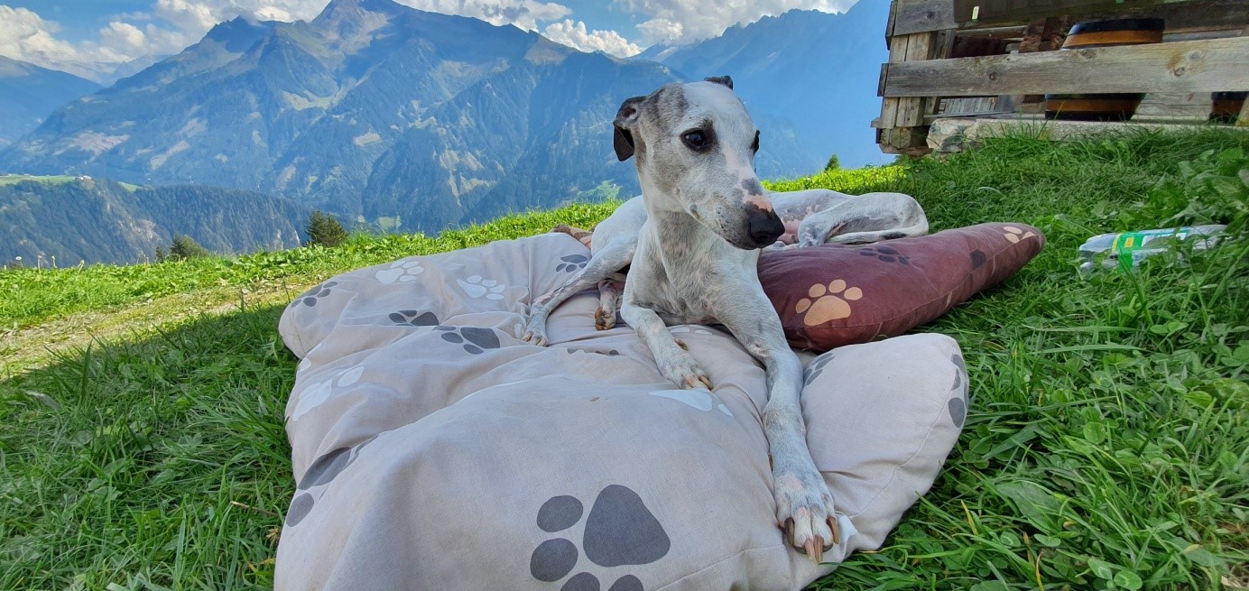 Whippetrüde: ENZO