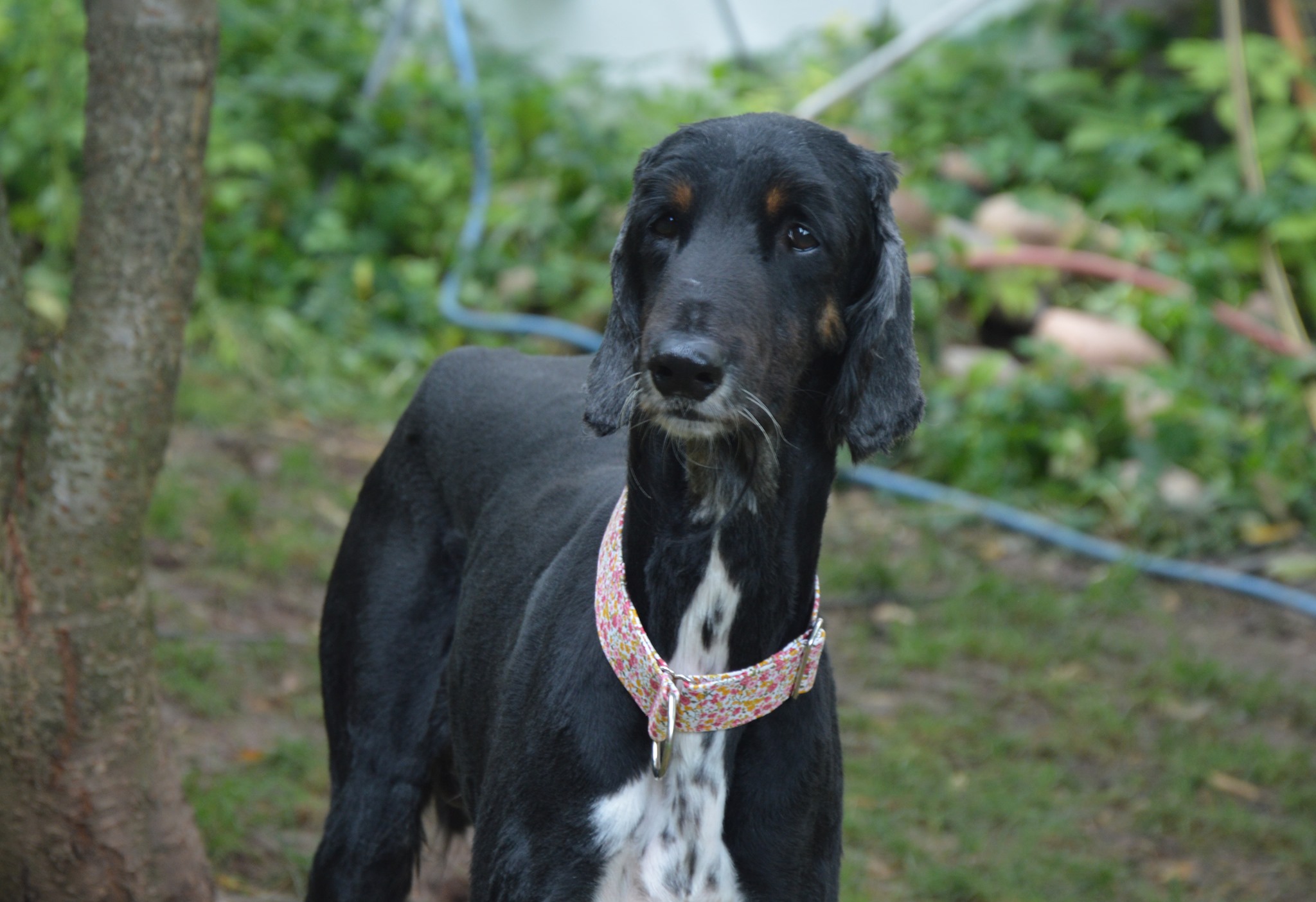 Afghanen-Rüde: Johannes