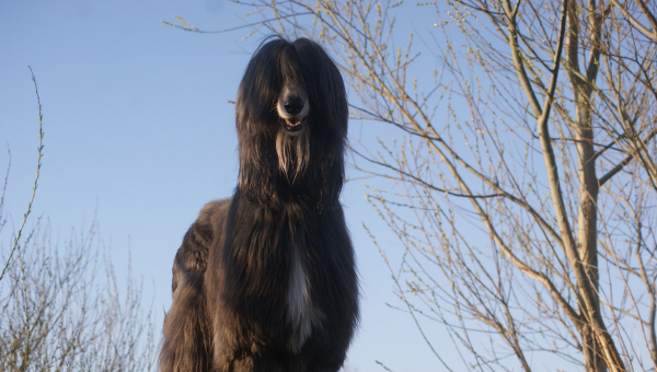 Viele, viele Hühnerfüße...