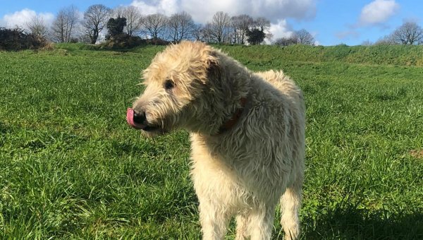 Unser Paten-Wöfchen