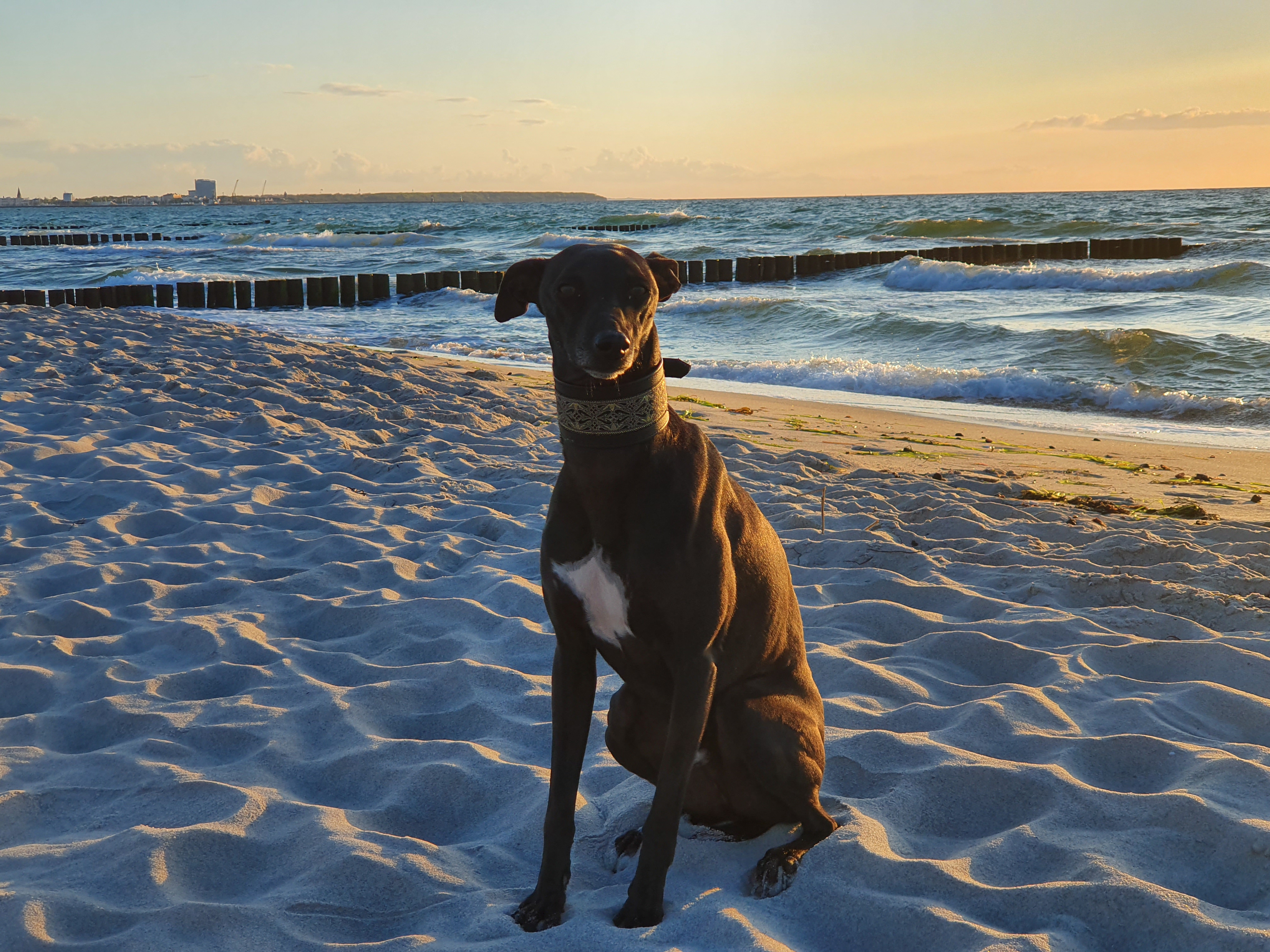 Traumtyp auf der Suche...