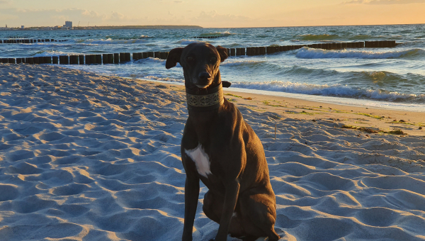 Traumtyp auf der Suche...